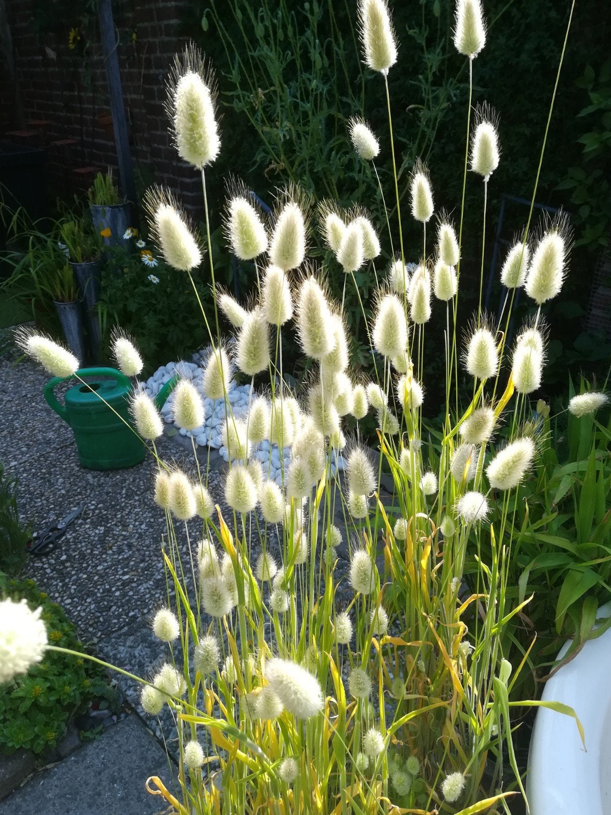 Hazenstaartjes gras zaden, Lagurus ovatus, Verzenden, Volle zon