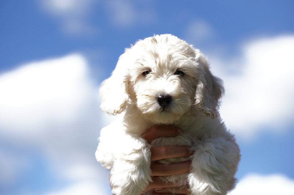 Prachtige Australian labradoodles mogen direct verhuizen !, Dieren en Toebehoren, Honden | Niet-rashonden, Parvo, Nederland, 8 tot 15 weken