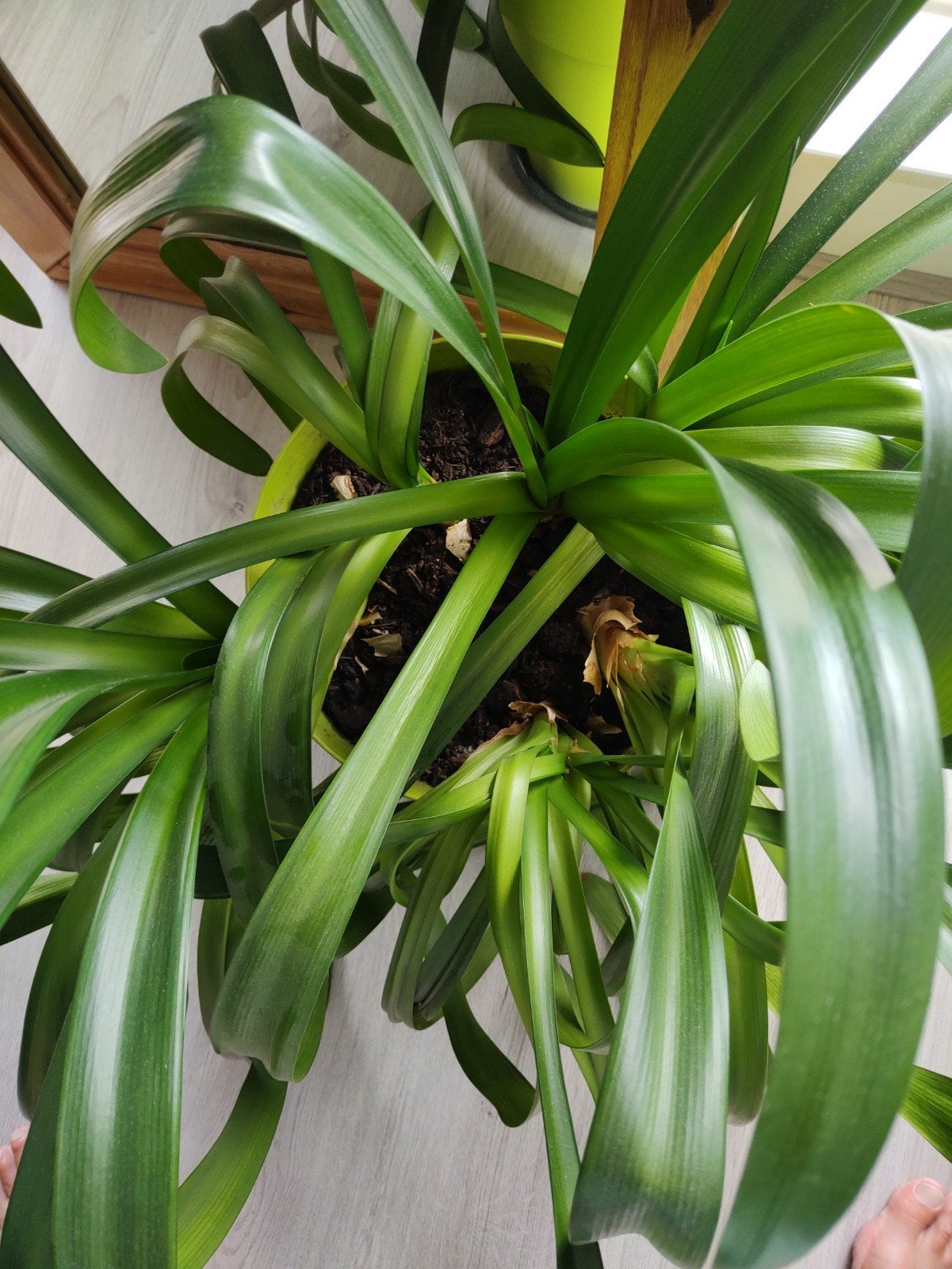 Grote groene kamerplant Clivia in pot., Huis en Inrichting, Kamerplanten, Ophalen, In pot, Halfschaduw, Minder dan 100 cm