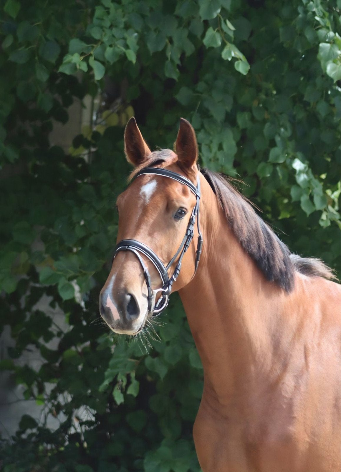 3 jarige Hardrock x Indoctro merrie, Dieren en Toebehoren, Merrie, 165 tot 170 cm, Springpaard, 3 tot 6 jaar