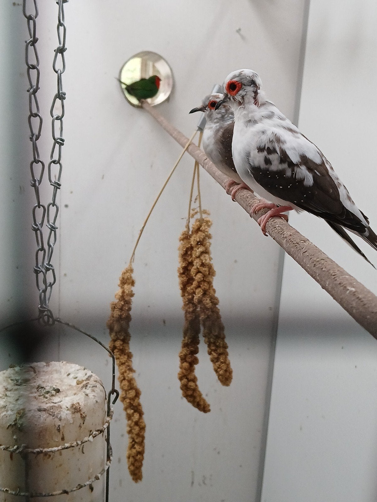 bonte diamant duifjes, Dieren en Toebehoren, Meerdere dieren, Geringd