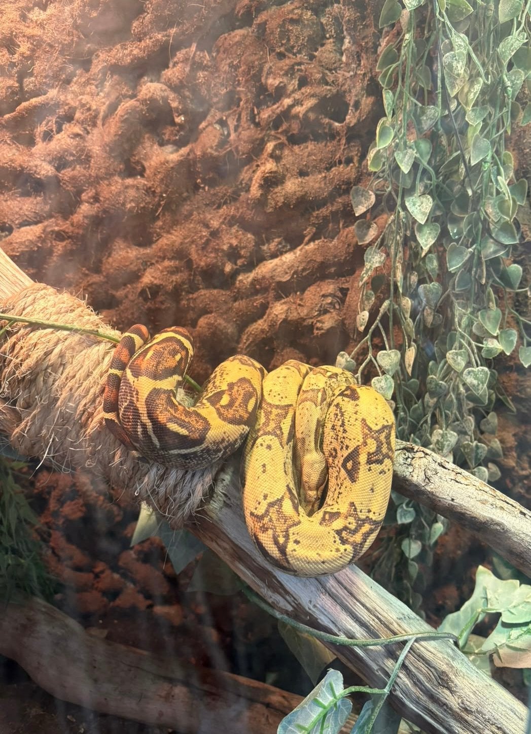 Boa Constrictor Imperator VPI zoekt een nieuw baasje! Boa Constrictor photo 2