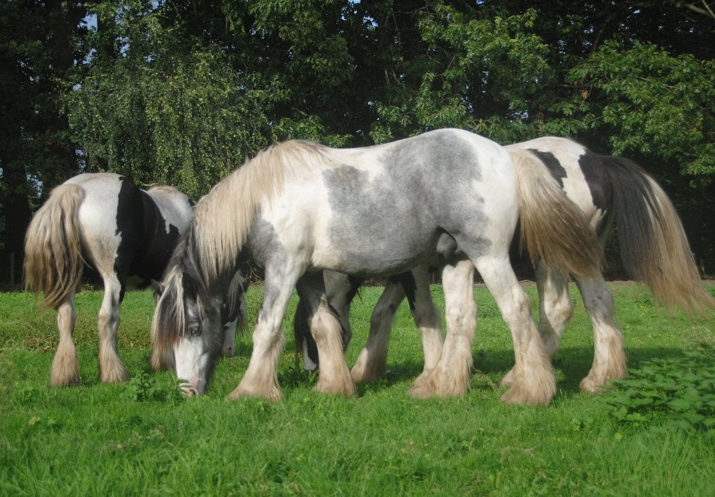 Irish Cob / tinker ruinen en merries, Meerdere dieren