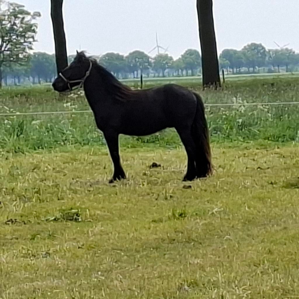 Fell pony's, Dieren en Toebehoren, Met stamboom, Niet van toepassing, 0 tot 2 jaar, Meerdere dieren
