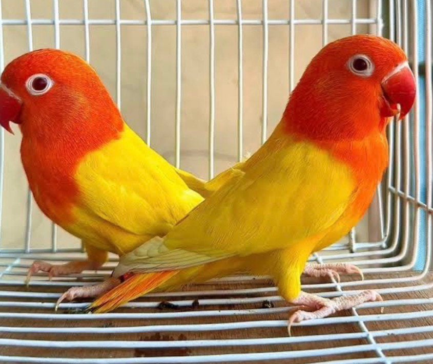 Koppel Fischeri Lutino Opaline”s  Geringd 2023, Meerdere dieren, Dwergpapegaai of Agapornis, Geringd