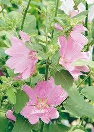 20 Struikmalva / Lavatera Mix € 60.00, Overige soorten, Volle zon, Vaste plant, Ophalen of Verzenden