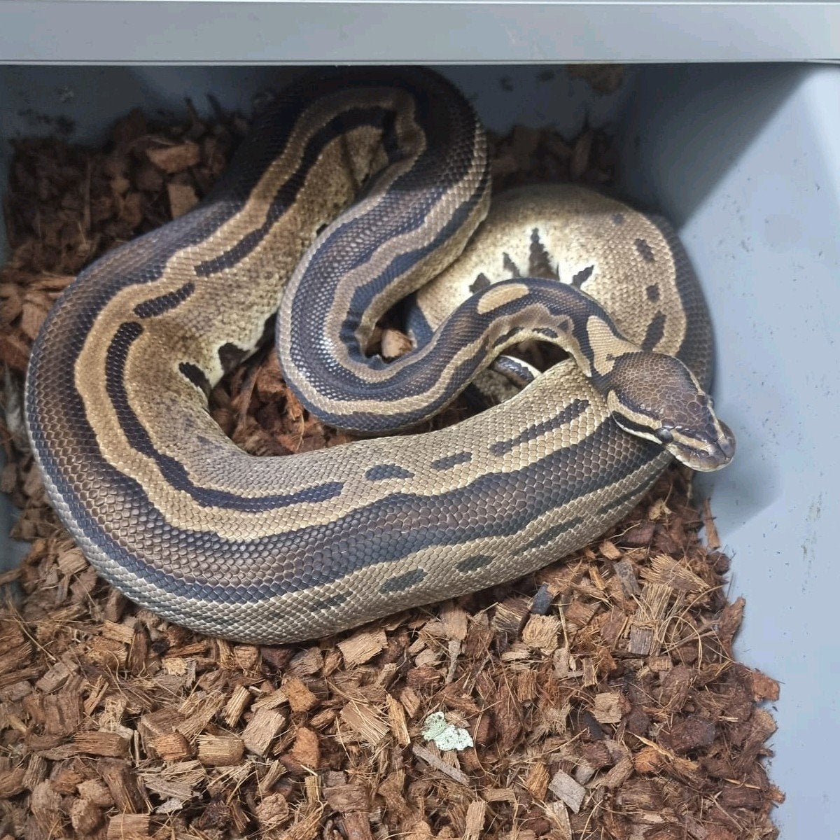 tristripe kweekman ball python regius, Slang, 0 tot 2 jaar