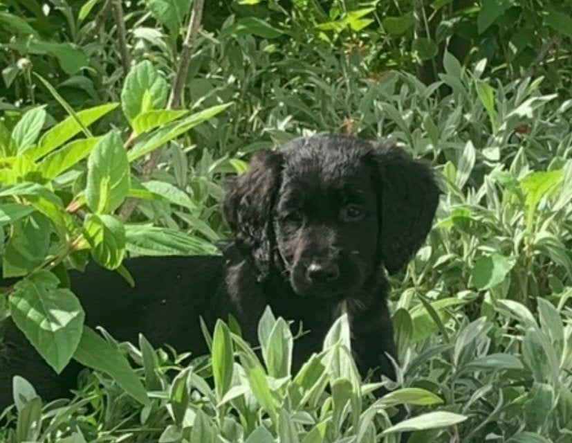 Hele mooie GOLDEN RETRIEVER x FRIESE STABIJ  pups - teefjes