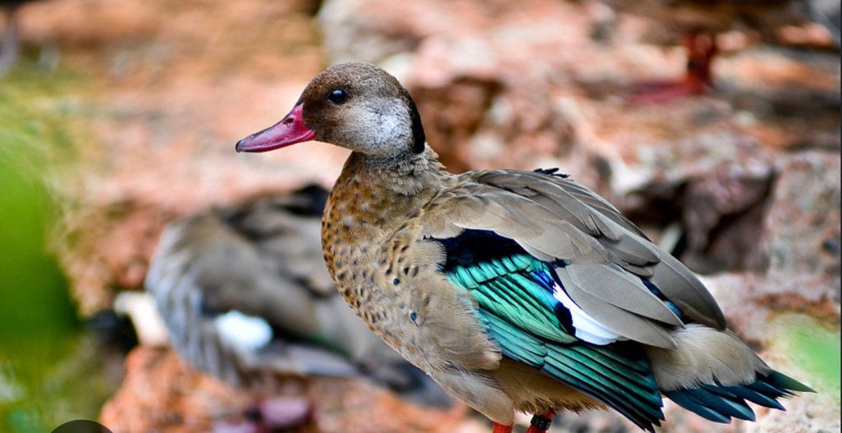 Gezocht Brazil taling man, Dieren en Toebehoren, Mannelijk, Eend