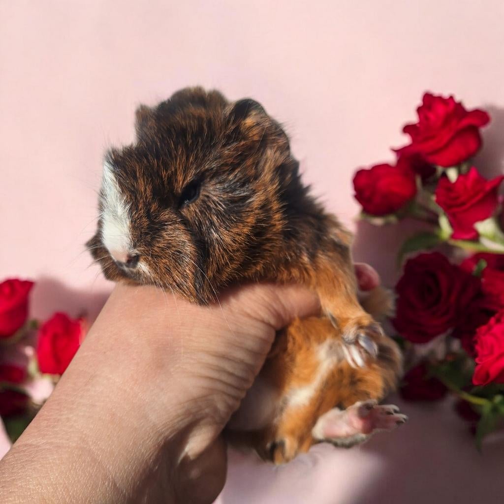 cavia Purivian lang haar, April, Meerdere dieren, Cavia