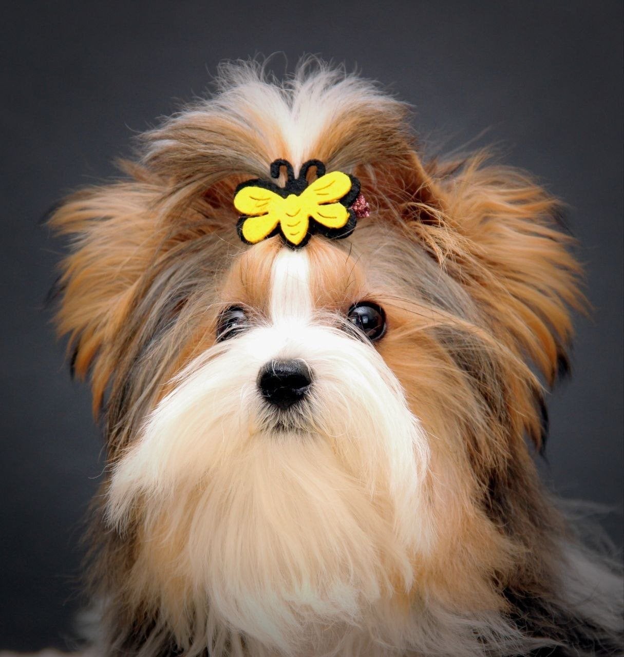 Prachtige Biewer Yorkshire Terrier pups | Mannelijk |, Particulier, 15 weken tot 1 jaar, Reu, Buitenland