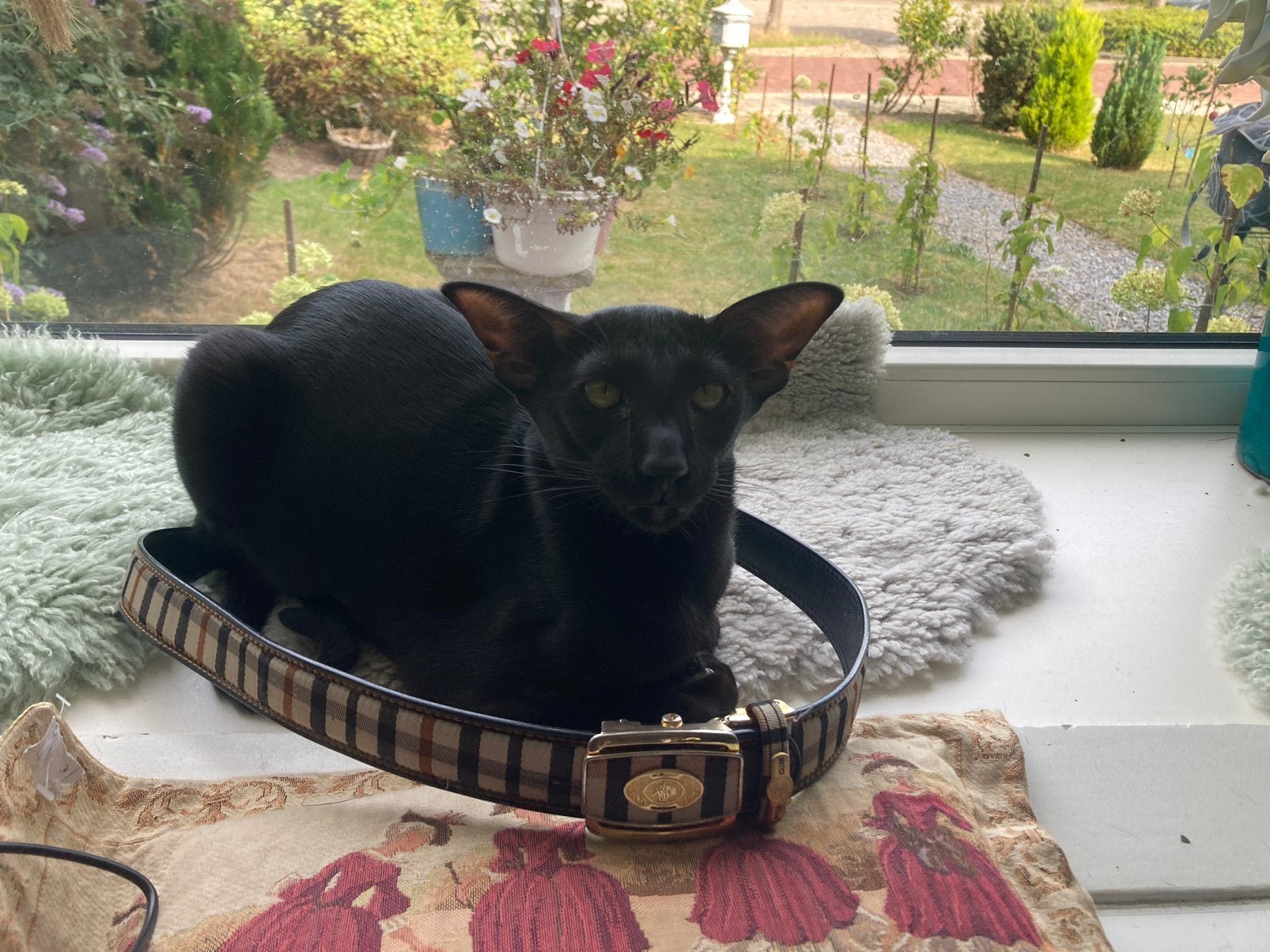 Oosters korthaar kiittens gereserveerd, Meerdere dieren, Met stamboom