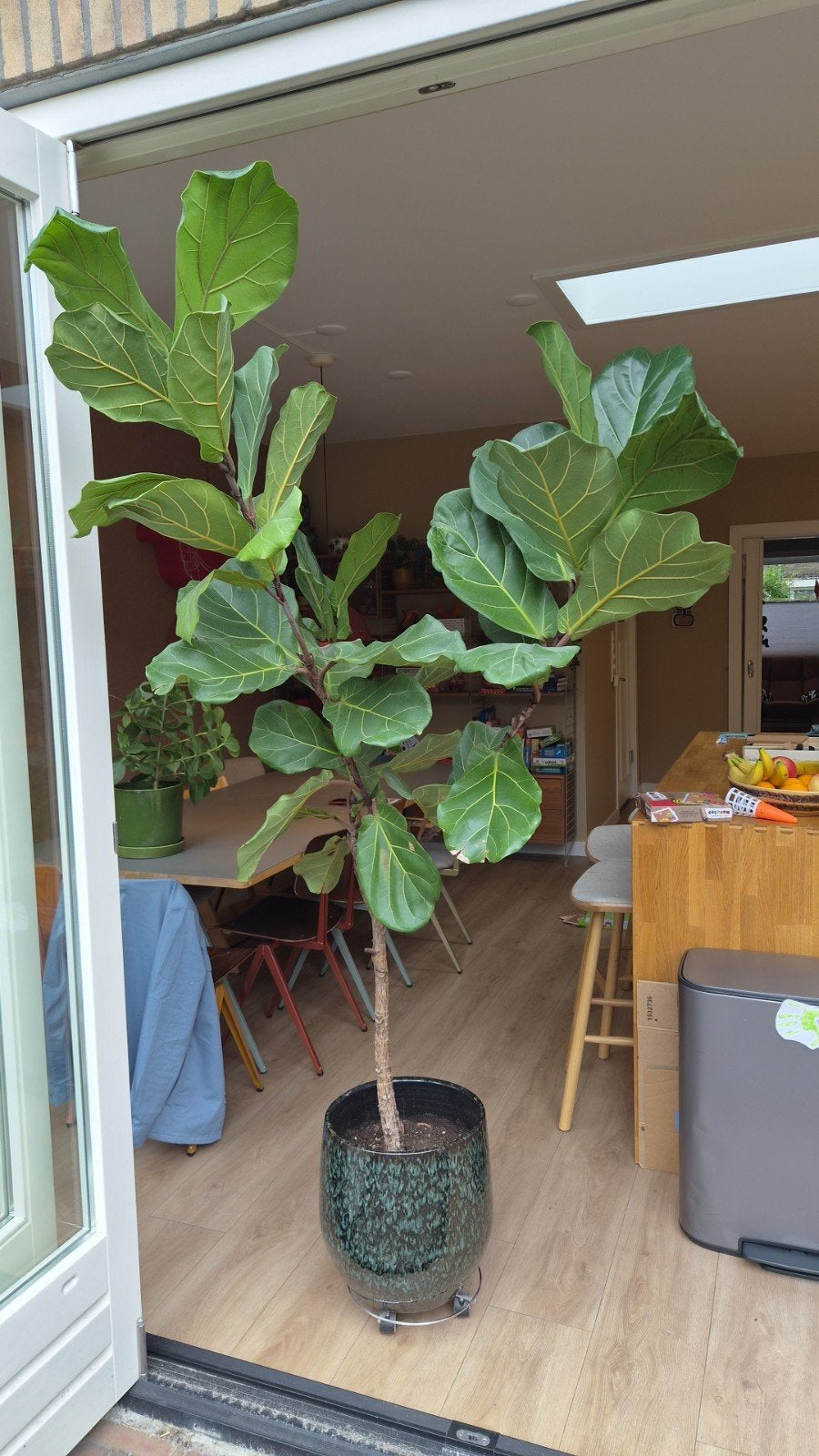 Grote Ficus Lyrata (Tabaksplant) in pot, Huis en Inrichting, Ophalen, Ficus, Halfschaduw, In pot