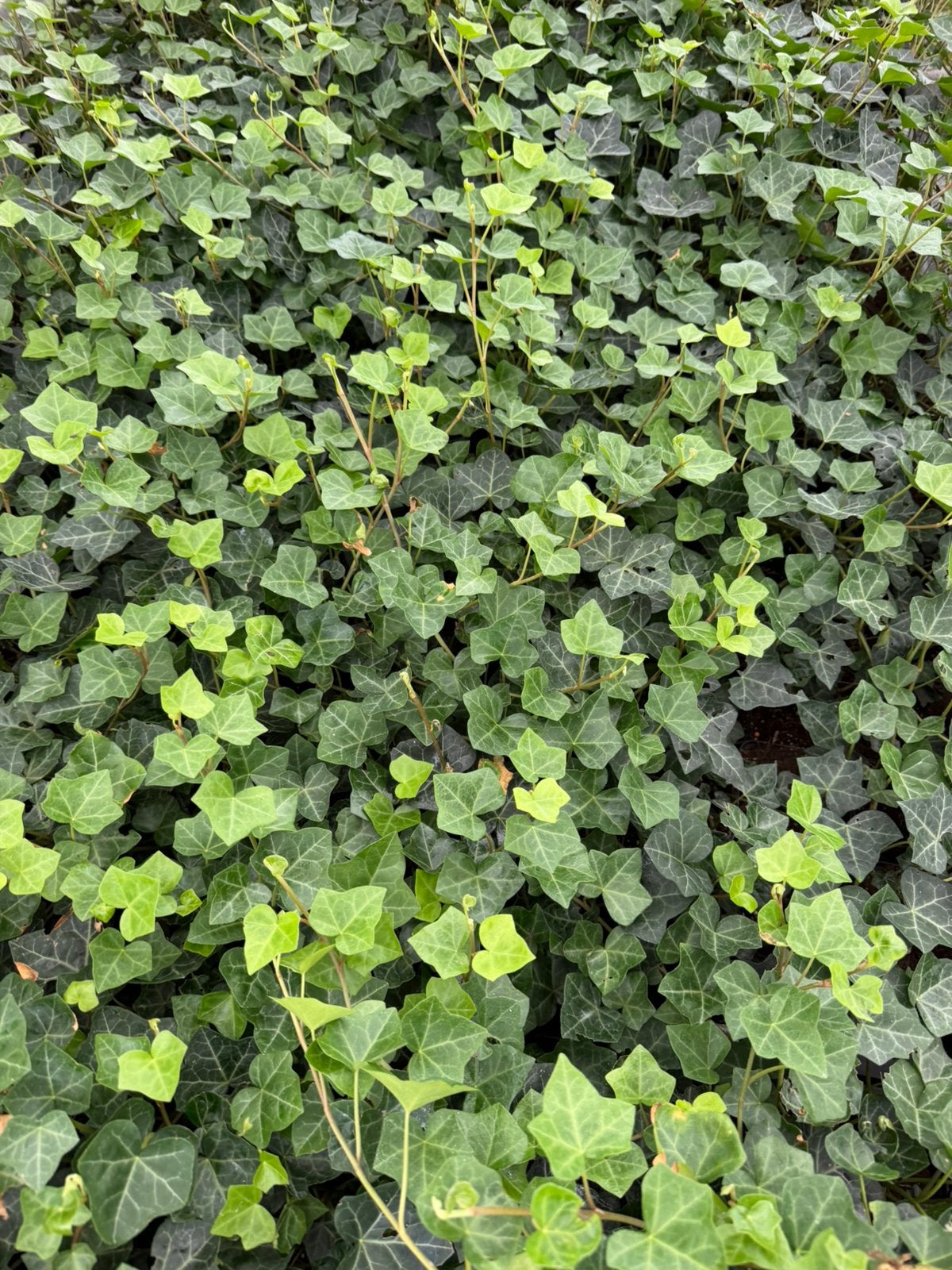 Hedera hibernica 60/80 cm met en zonder stok, Ophalen of Verzenden, Overige soorten, 100 tot 250 cm