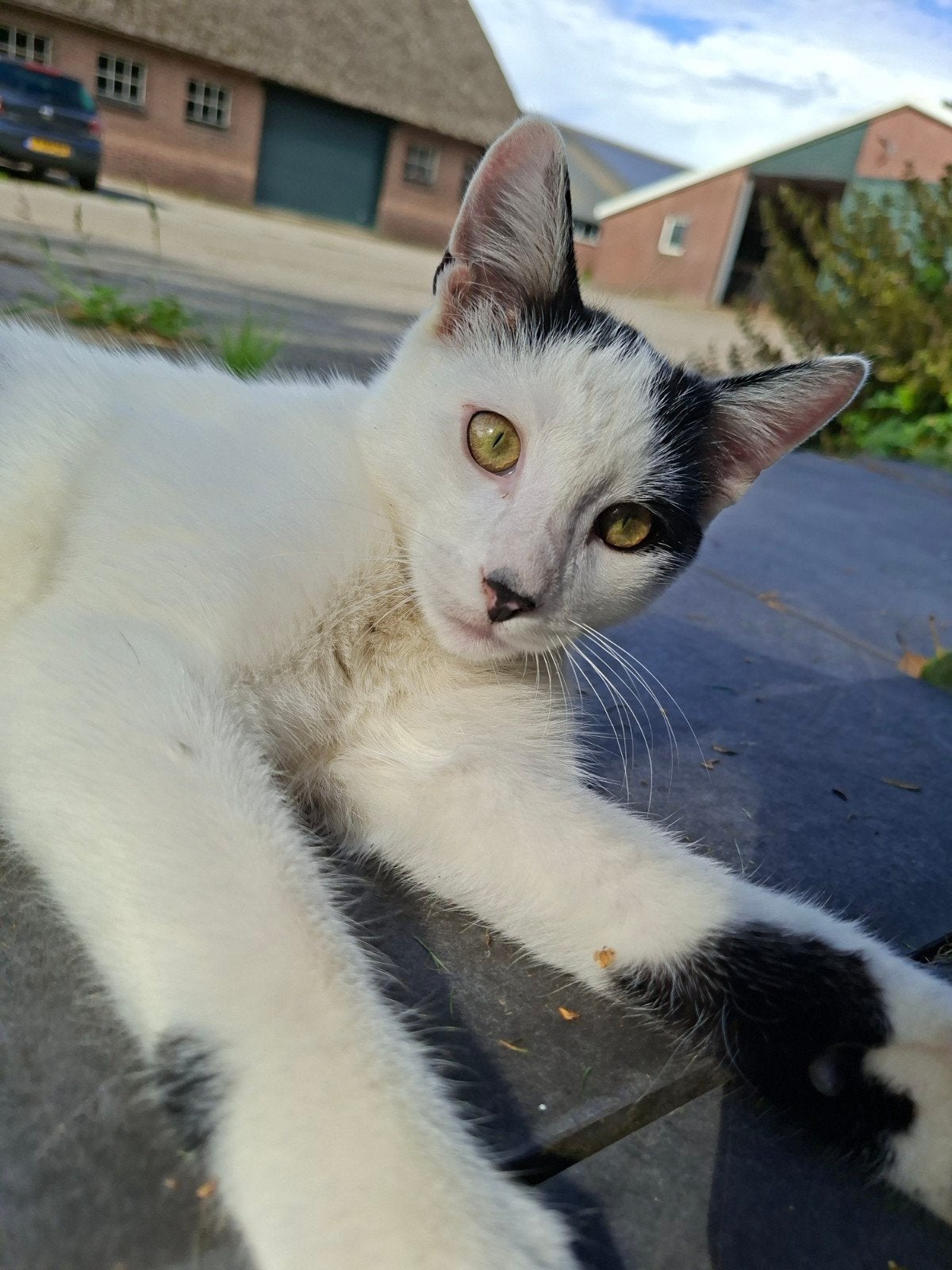 Sociale boerderijkitten zoekt gouden huisje!, Kater, Kortharig, 0 tot 2 jaar