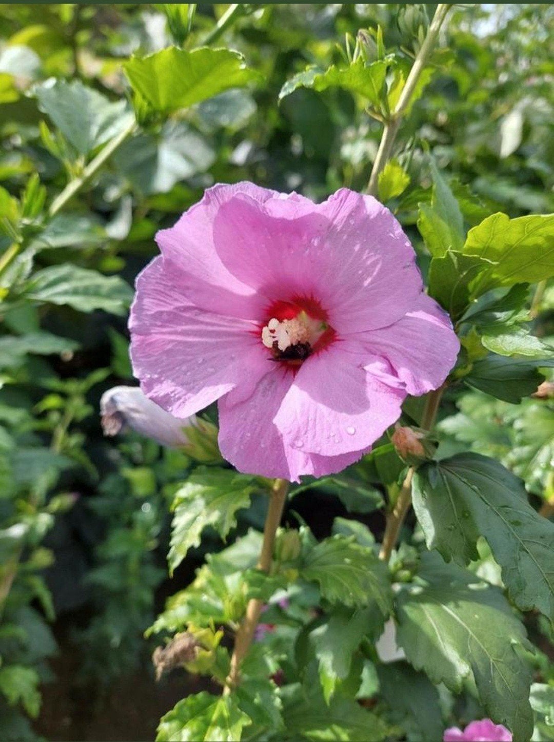 Hibiscus Syriacus - Chinese Roos / Altheastruik, Ophalen, Overige soorten, Struik, 100 tot 250 cm