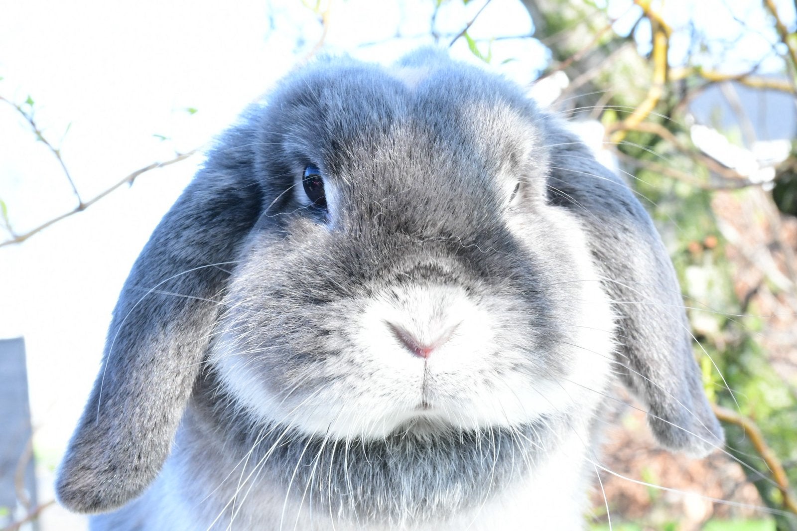 Lieve NHD voedster * Lola *, Dieren en Toebehoren, Konijnen, Vrouwelijk, Dwerg, Hangoor, 0 tot 2 jaar