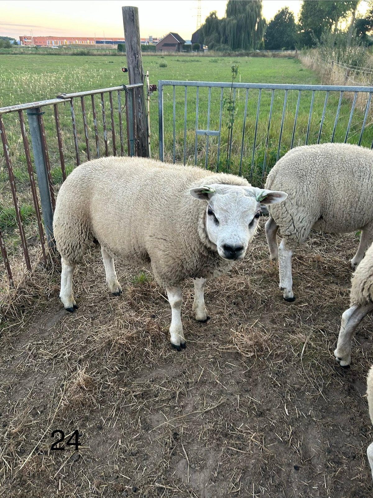 Ramlammeren Texelaar, Dieren en Toebehoren, Schapen, Geiten en Varkens, Mannelijk, Schaap