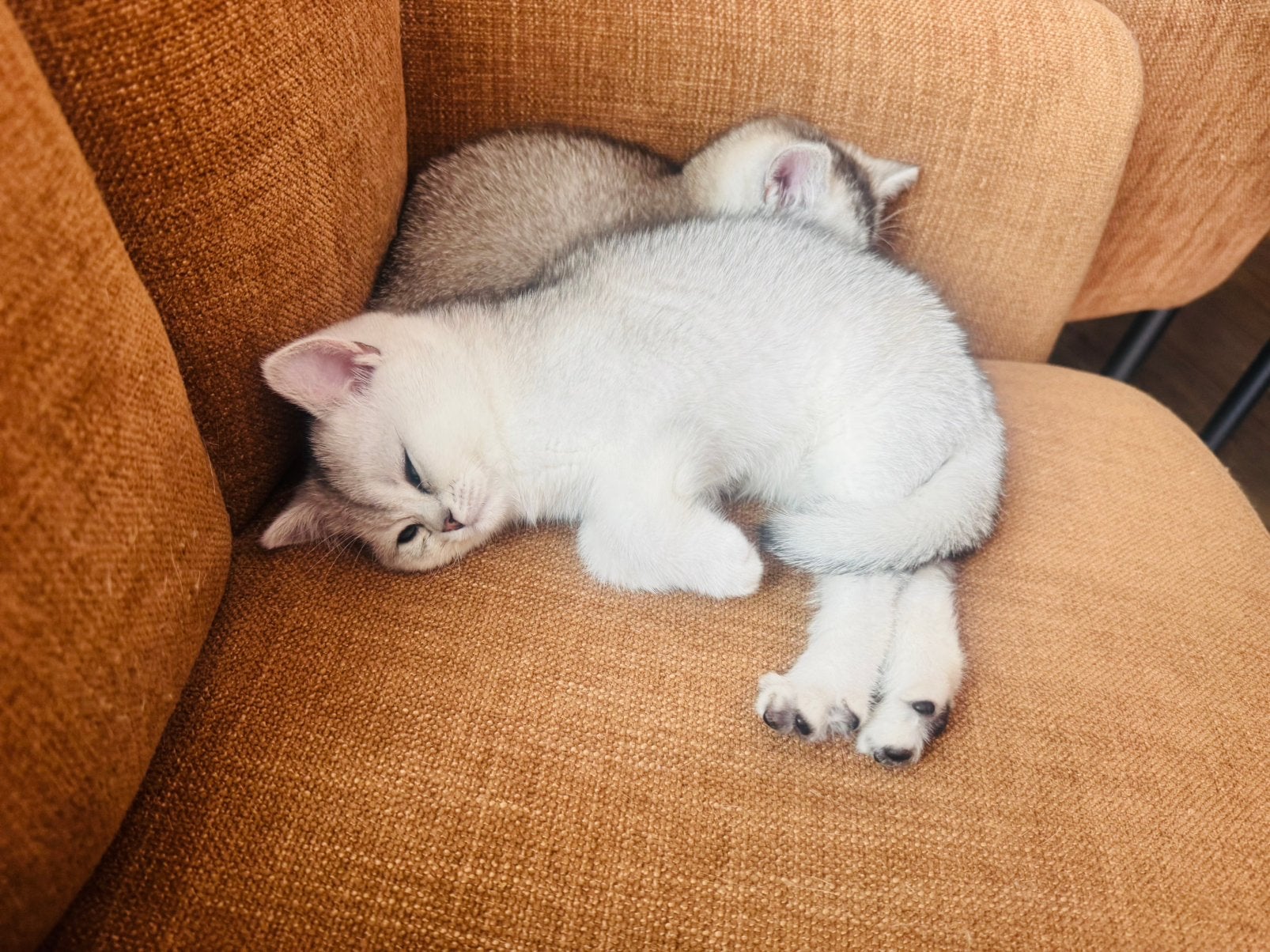 Britse korthaar kittens nog 2 beschikbaar, Dieren en Toebehoren, Katten en Kittens | Raskatten | Korthaar, Meerdere dieren, Gechipt