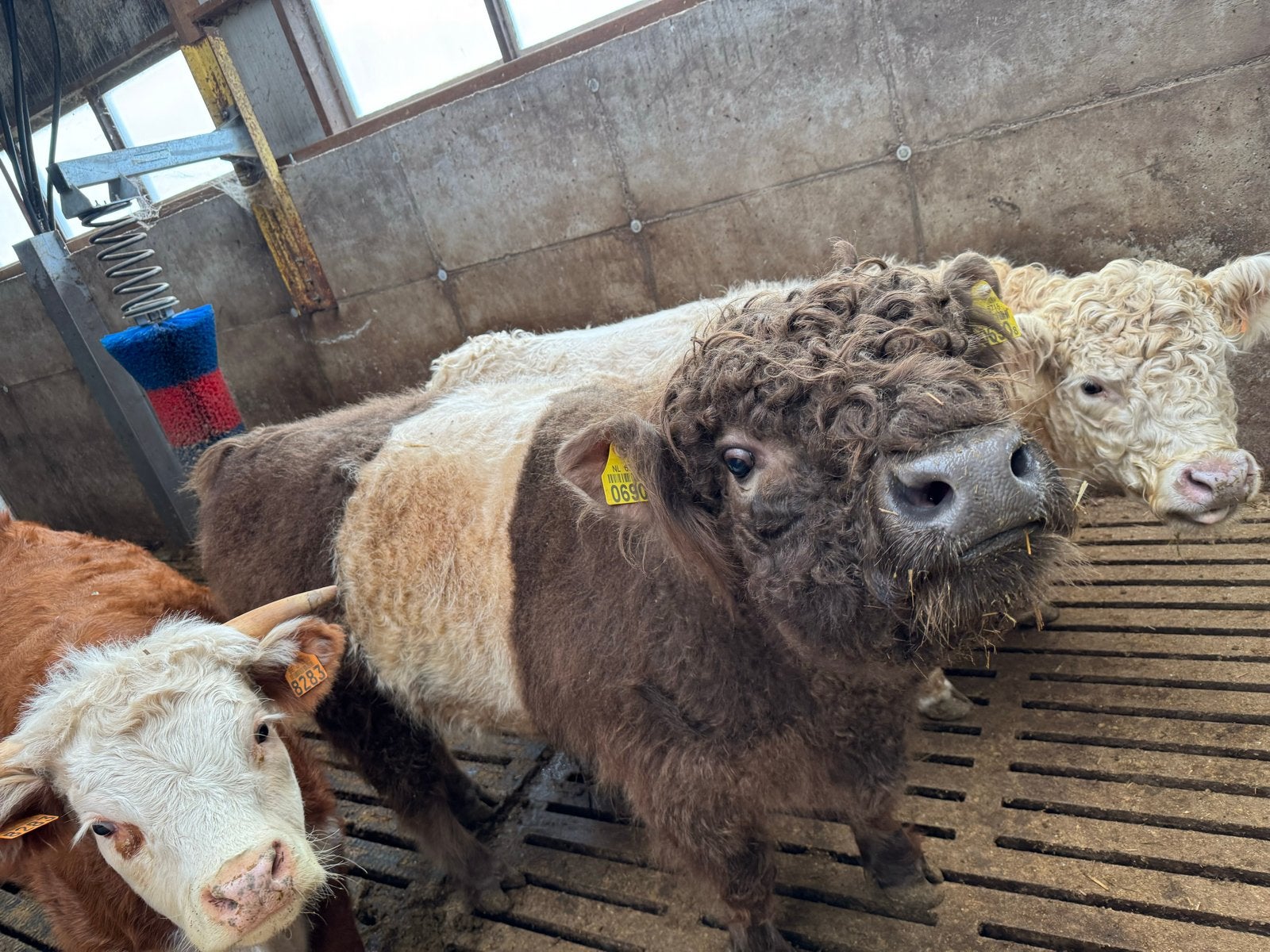 Mini Galloway dekstier