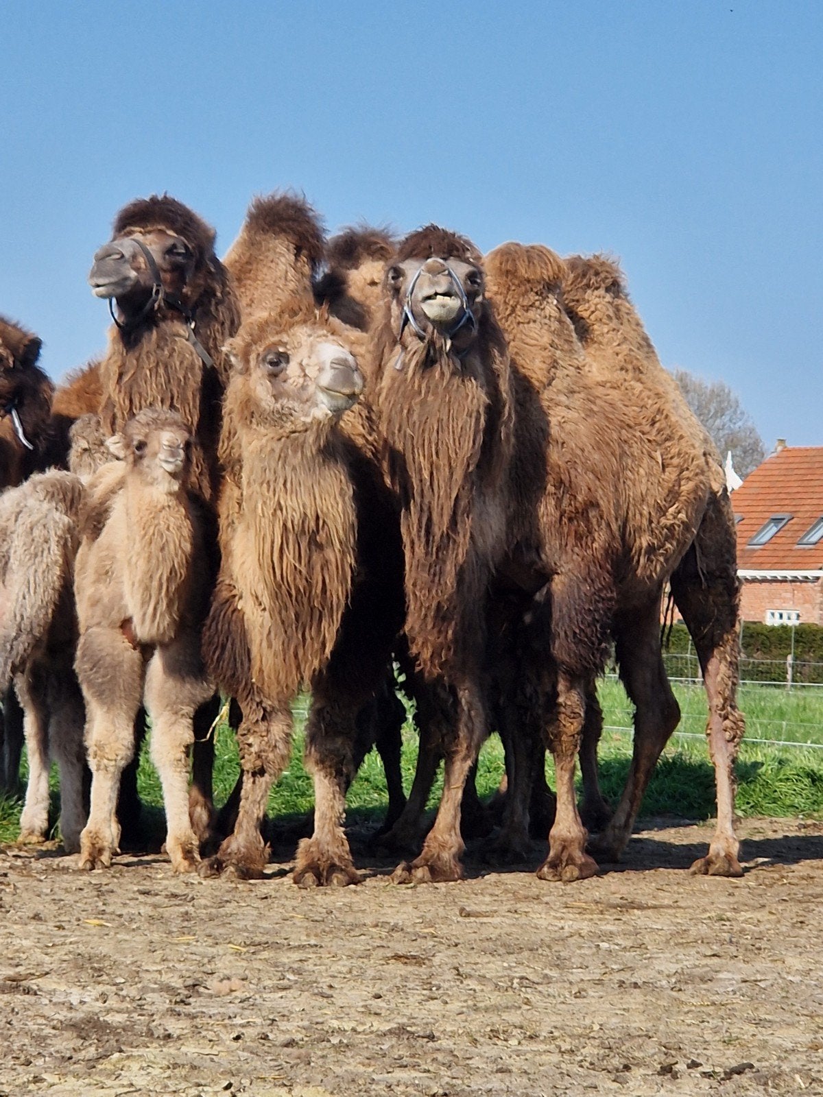 kameel hengstveulens te koop, Dieren en Toebehoren, Januari, Mannelijk