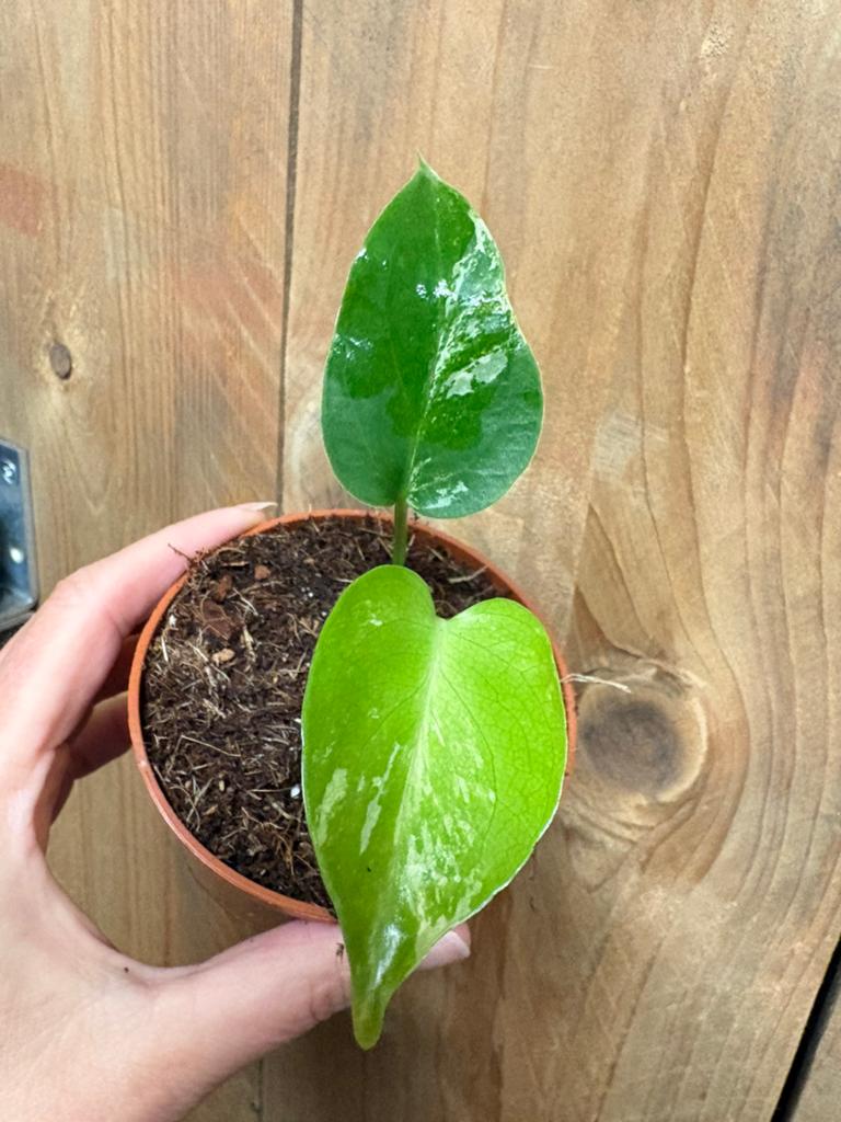 Monstera deliciosa variegata plant albo white wit mint large, Huis en Inrichting, Kamerplanten, Ophalen of Verzenden, Halfschaduw