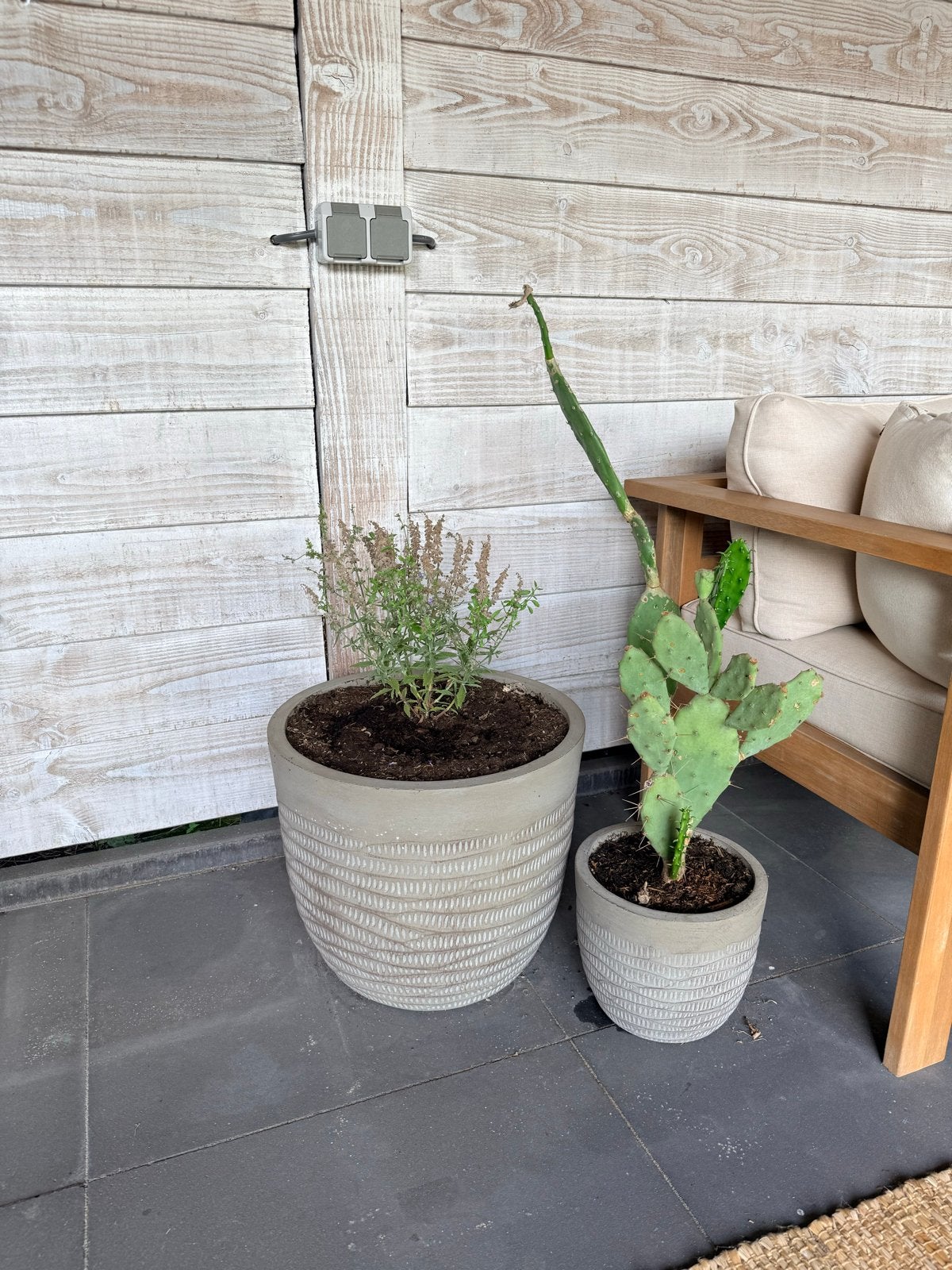 4 Bloempotten met planten: Perovskia, Cactus, Vijgenboom, Rond, Zo goed als nieuw, Binnen, Beton