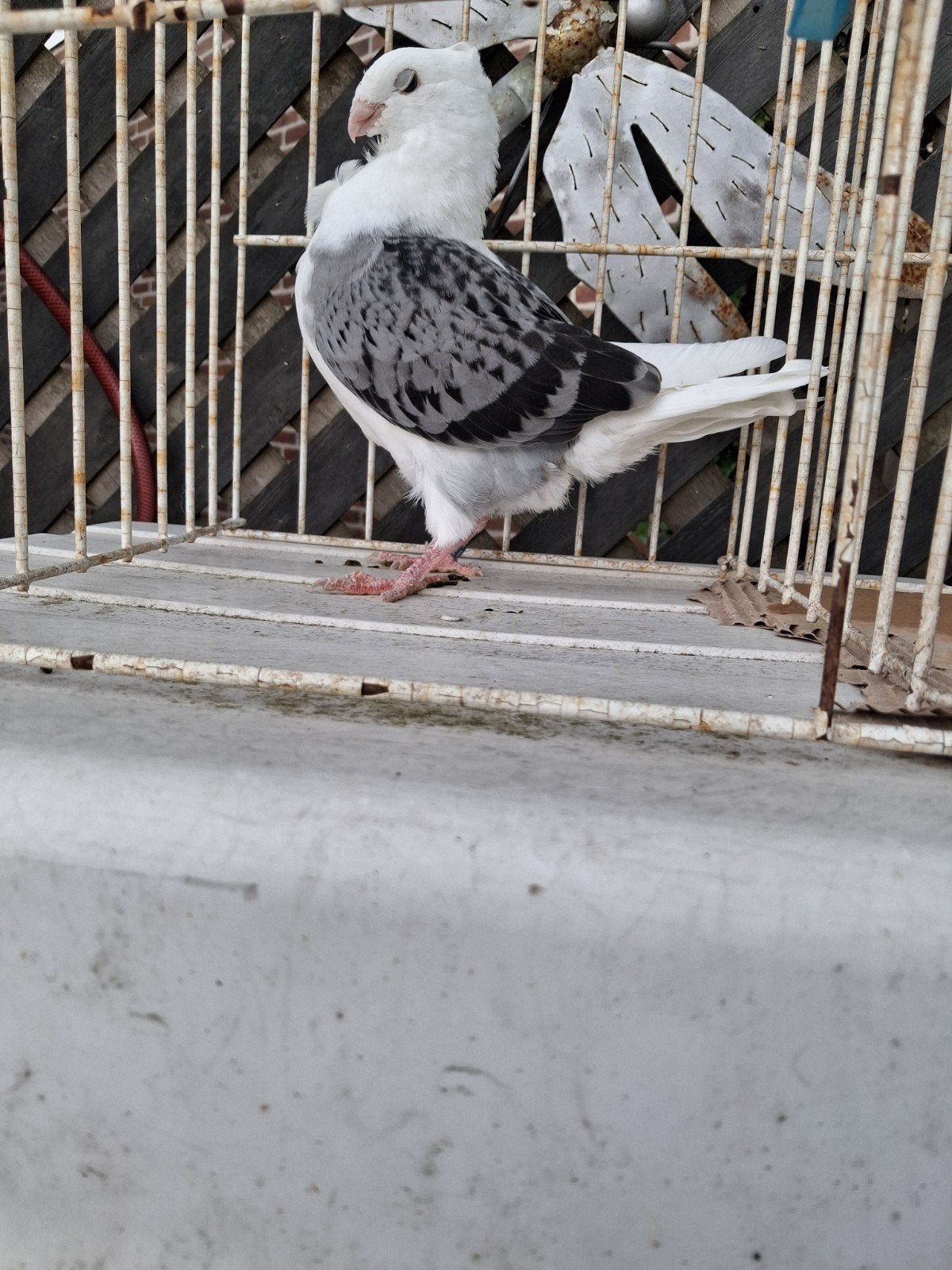 Oud Hollandse meeuwen te koop, Meerdere dieren, Overige soorten
