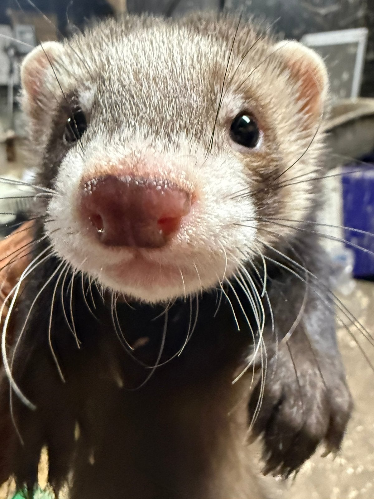 Fret, jonge fret, moertje, vrouwelijk, Dieren en Toebehoren, Overige Dieren, Mei, Vrouwelijk