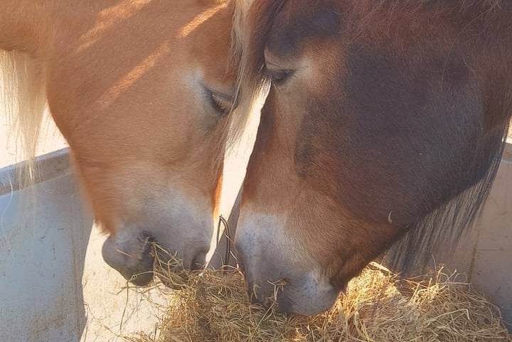Paddock paradise stalling in Barendrecht, Dieren en Toebehoren, Stalling