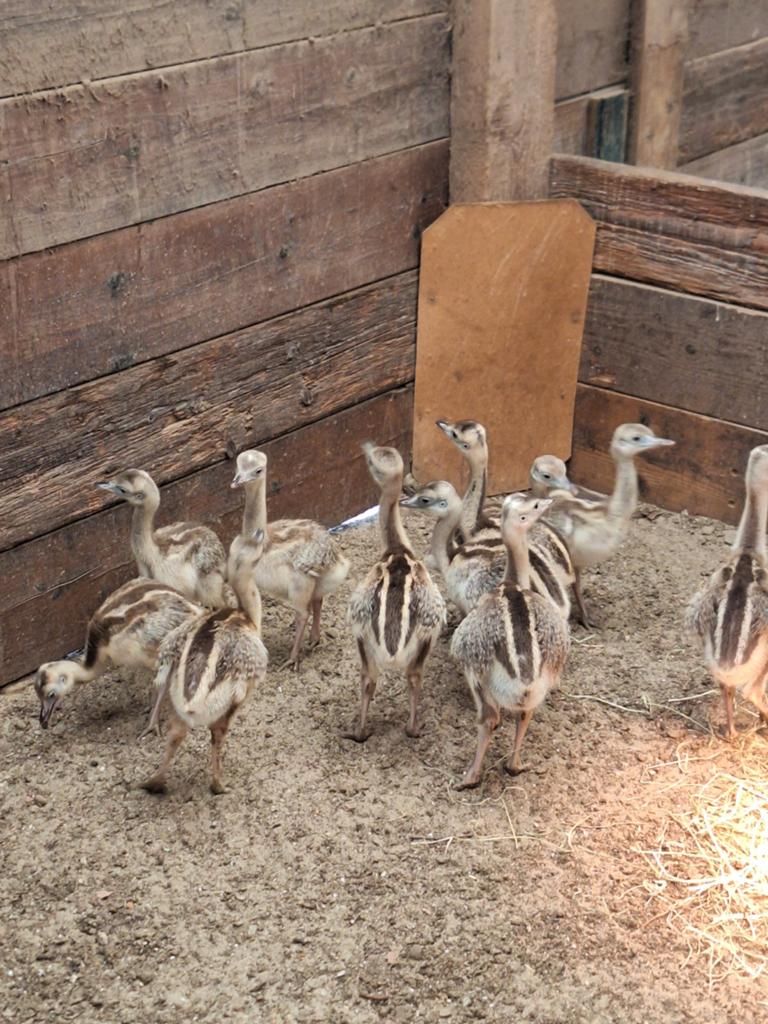 Nandoe, nandoe kuikens, Dieren en Toebehoren, Meerdere dieren, Overige soorten