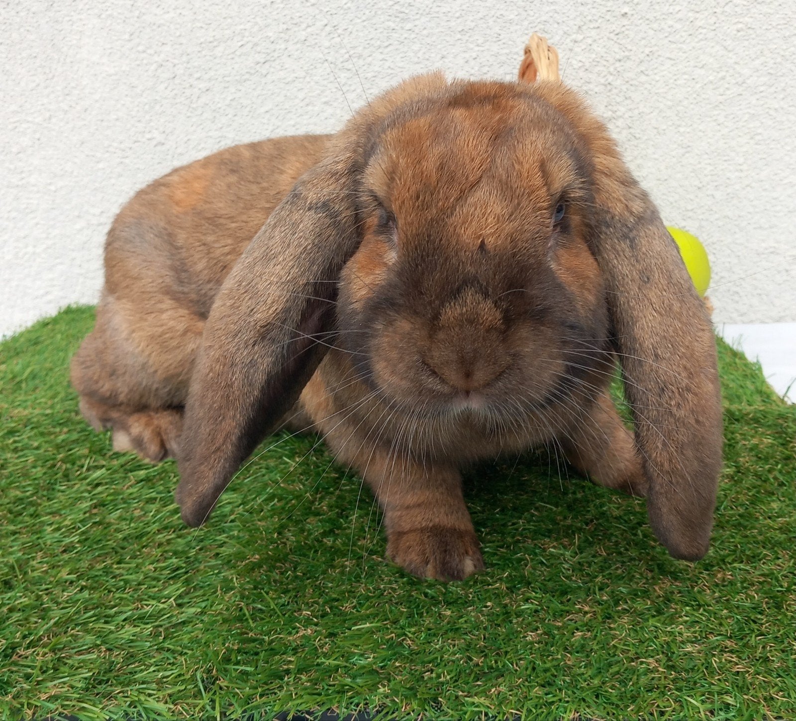 franse hangoor ram Madagaskar, Mannelijk, Groot, Hangoor, 0 tot 2 jaar