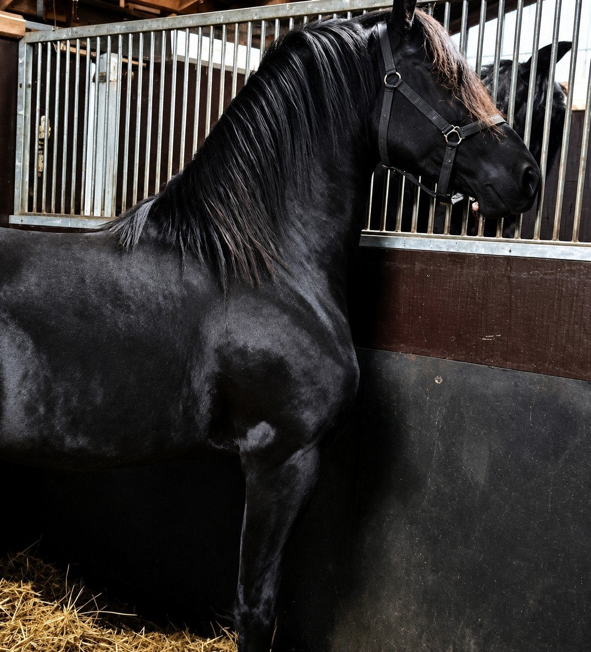 friese hengst ( fries / paard ), Dieren en Toebehoren, Hengst, Onbeleerd