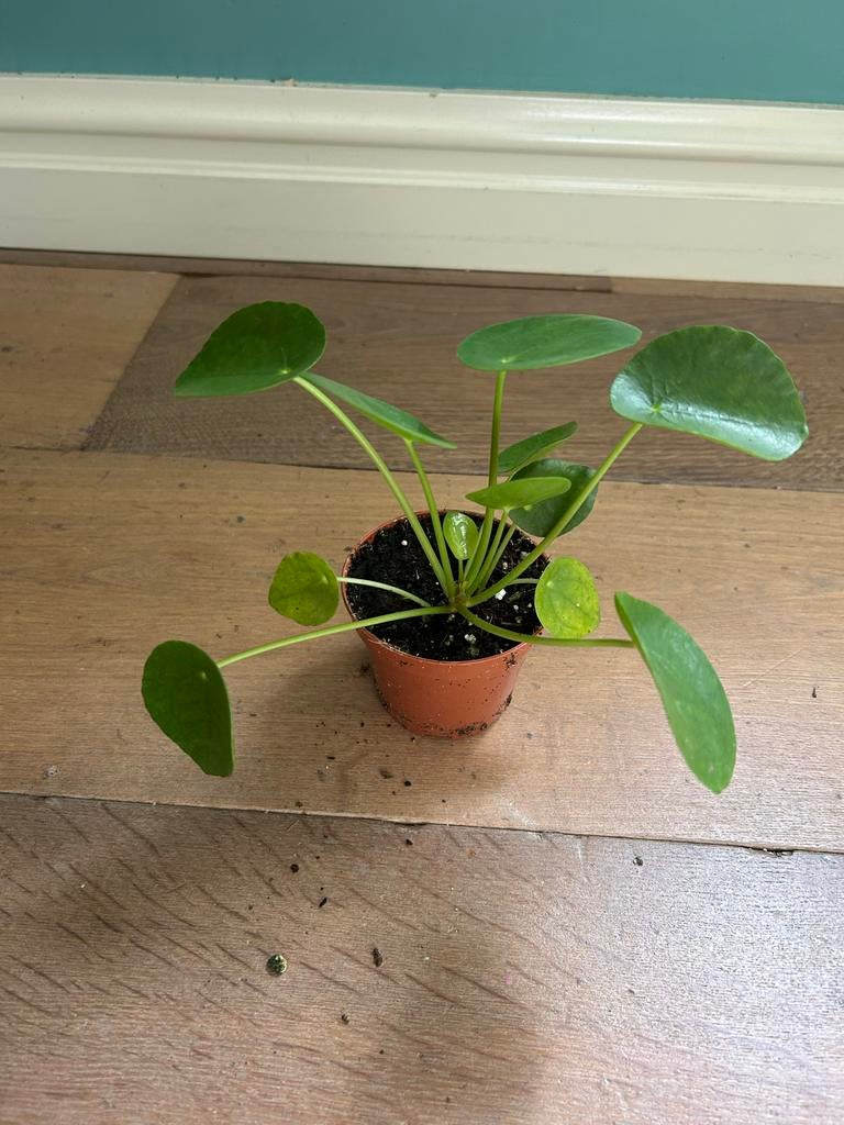 Pilea peperomioides (pannenkoekenplantje), Huis en Inrichting, Kamerplanten, Ophalen of Verzenden