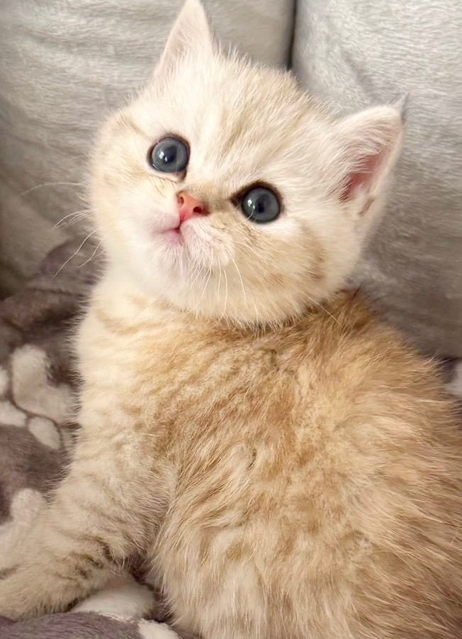 Prachtige lieve golden/silver britse korthaar kittens, Dieren en Toebehoren, Meerdere dieren, Ontwormd, 0 tot 2 jaar