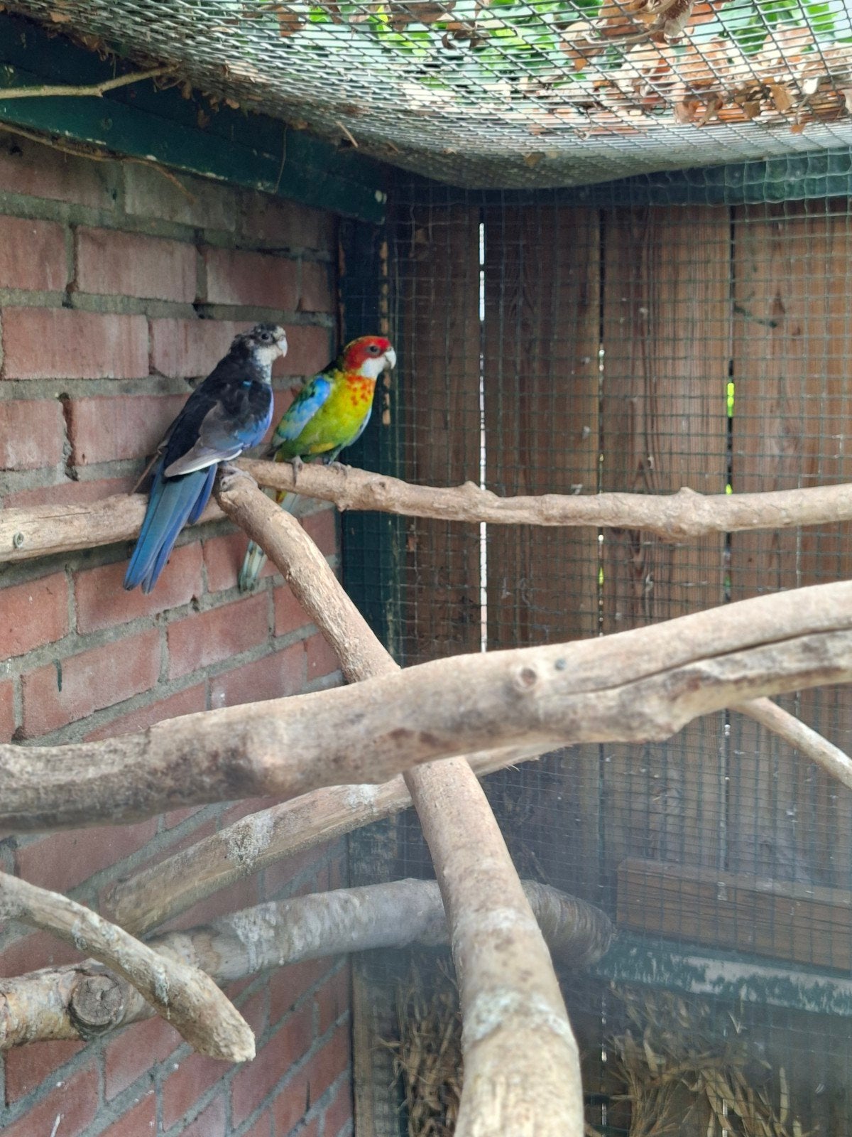Rosella, Meerdere dieren, Parkiet, Geringd