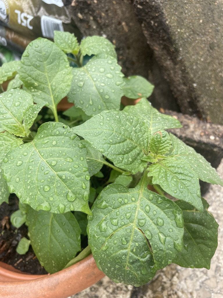 Surinaamse Goma wirie 2,- per stuk, Tuin en Terras, Planten | Tuinplanten, Ophalen, Volle zon, Groenteplanten, Eenjarig