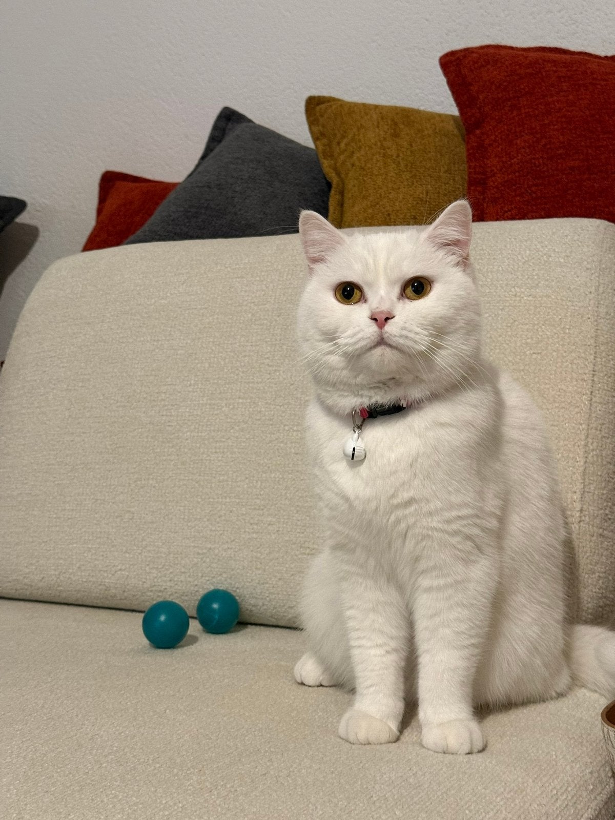 Pamuk zoekt een liefdevol nieuw thuis ️, Poes