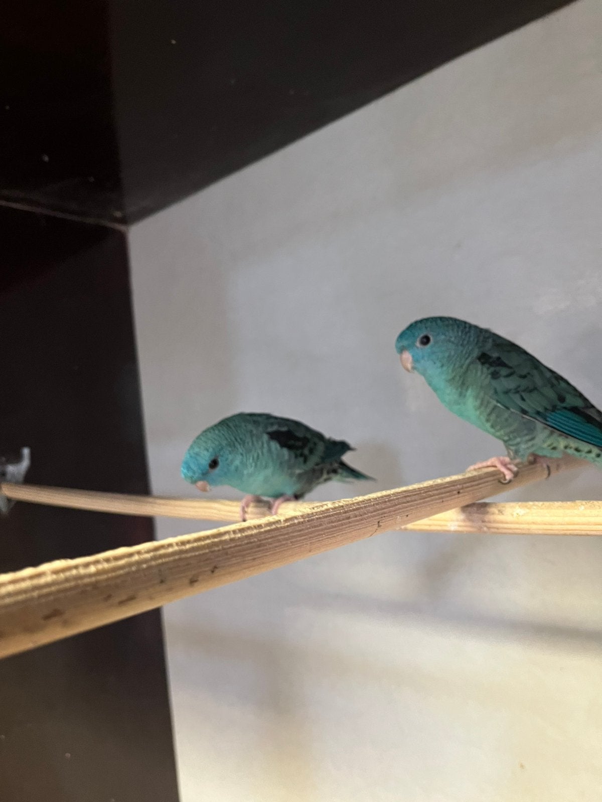 Catharina’s, Dieren en Toebehoren, Vogels | Parkieten en Papegaaien, Meerdere dieren, Parkiet, Geringd