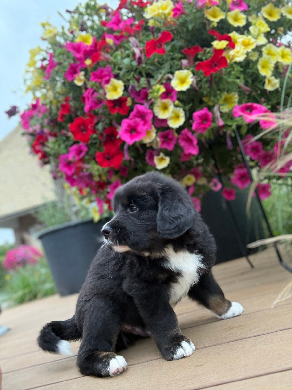 Prachtige tricolor Berner Sennen x Bernedoodle combinatie, Dieren en Toebehoren, 8 tot 15 weken, Meerdere, Meerdere dieren, Nederland