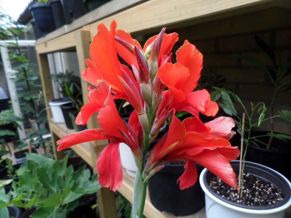 Rode Canna, Vaste plant, Halfschaduw, Zomer, Ophalen