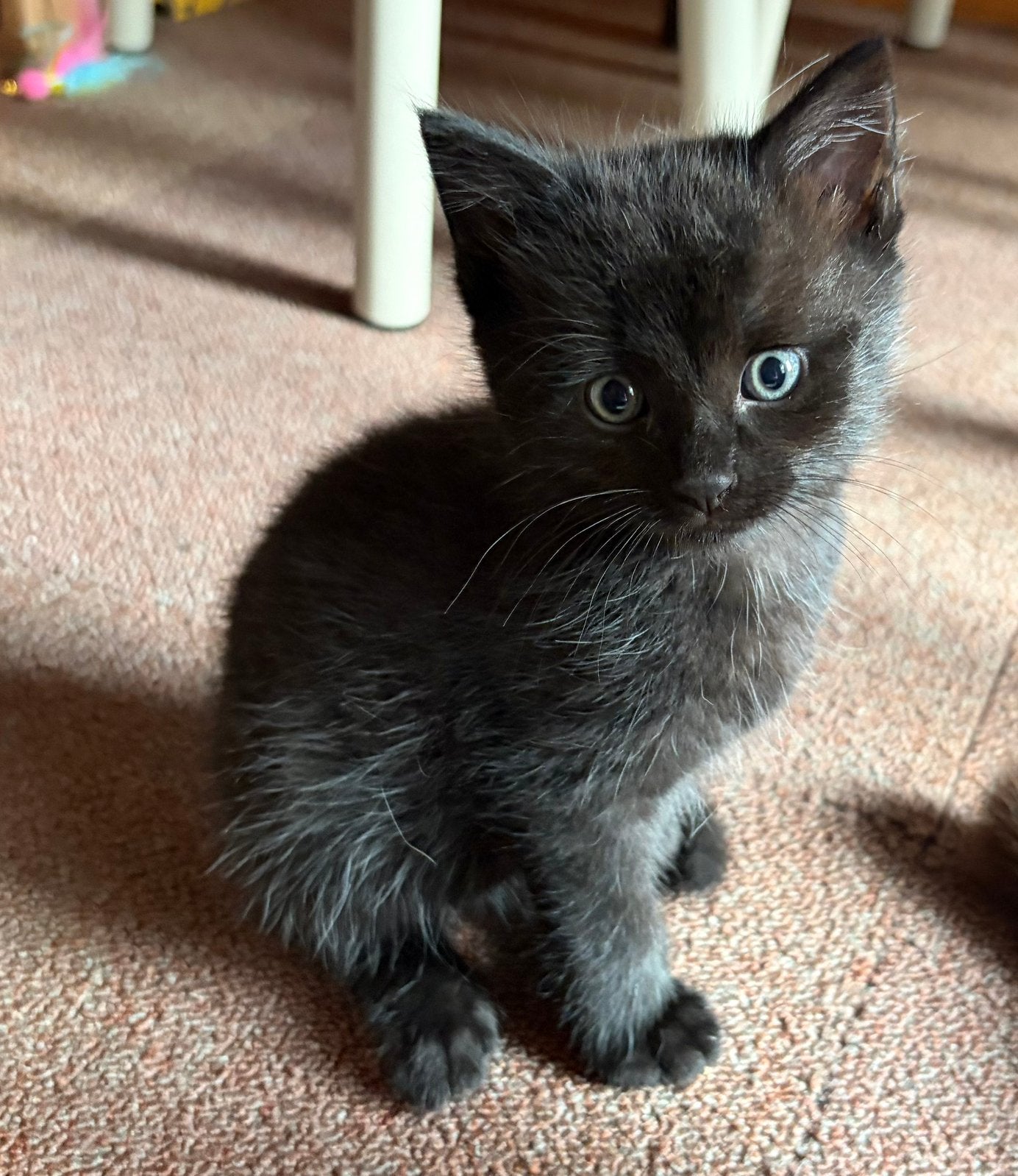 kittens half siamees, Meerdere dieren, Kortharig, 0 tot 2 jaar
