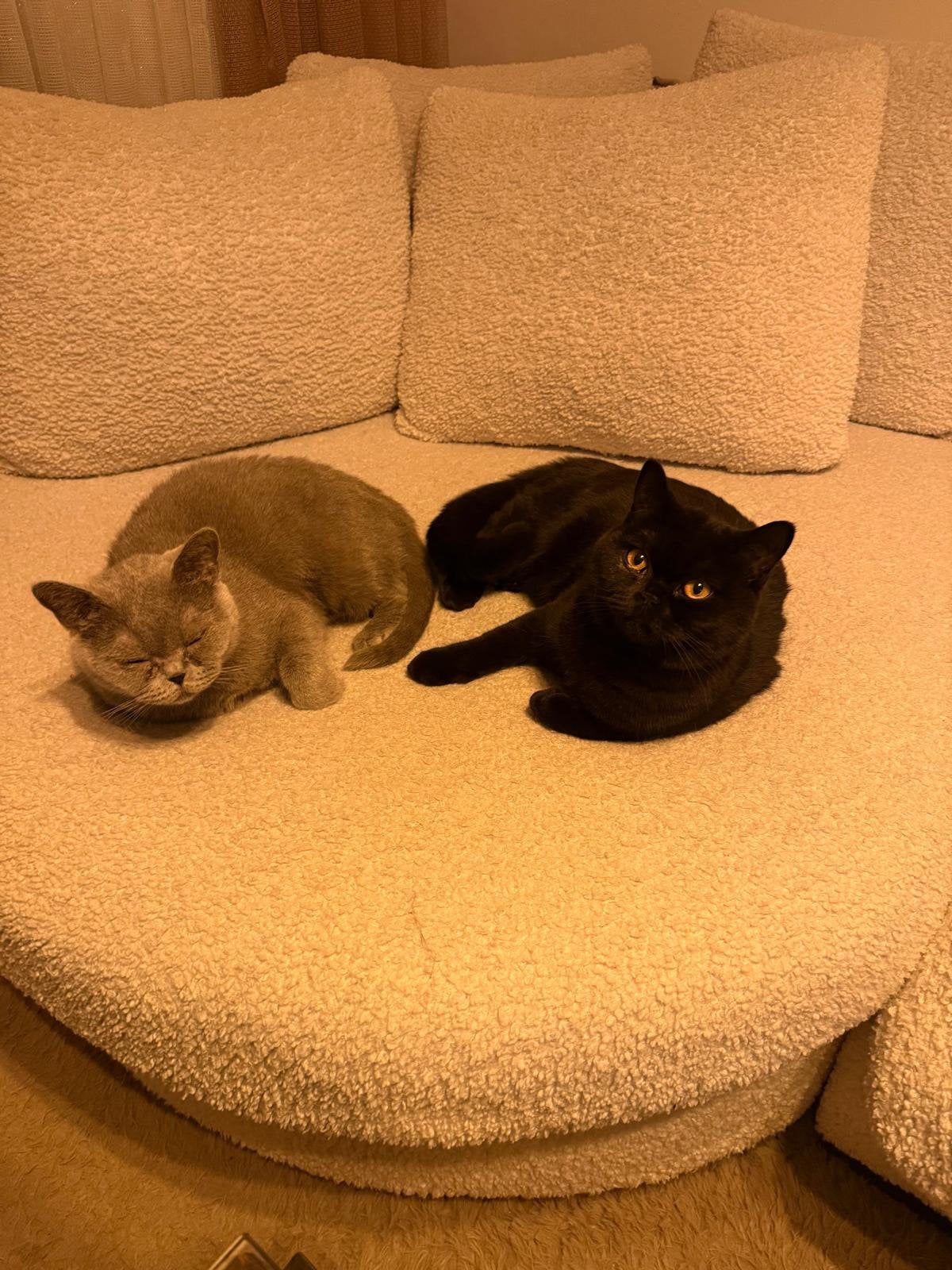 Brits Korthaar Moeder & Dochter – Samen 2 Stuks ️, Dieren en Toebehoren, Poes, Kortharig, 3 tot 5 jaar