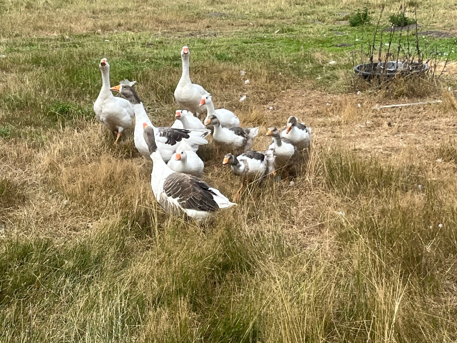 T.K. – 7 jonge boeren ganzen, Dieren en Toebehoren, Pluimvee, Geslacht onbekend, Gans of Zwaan