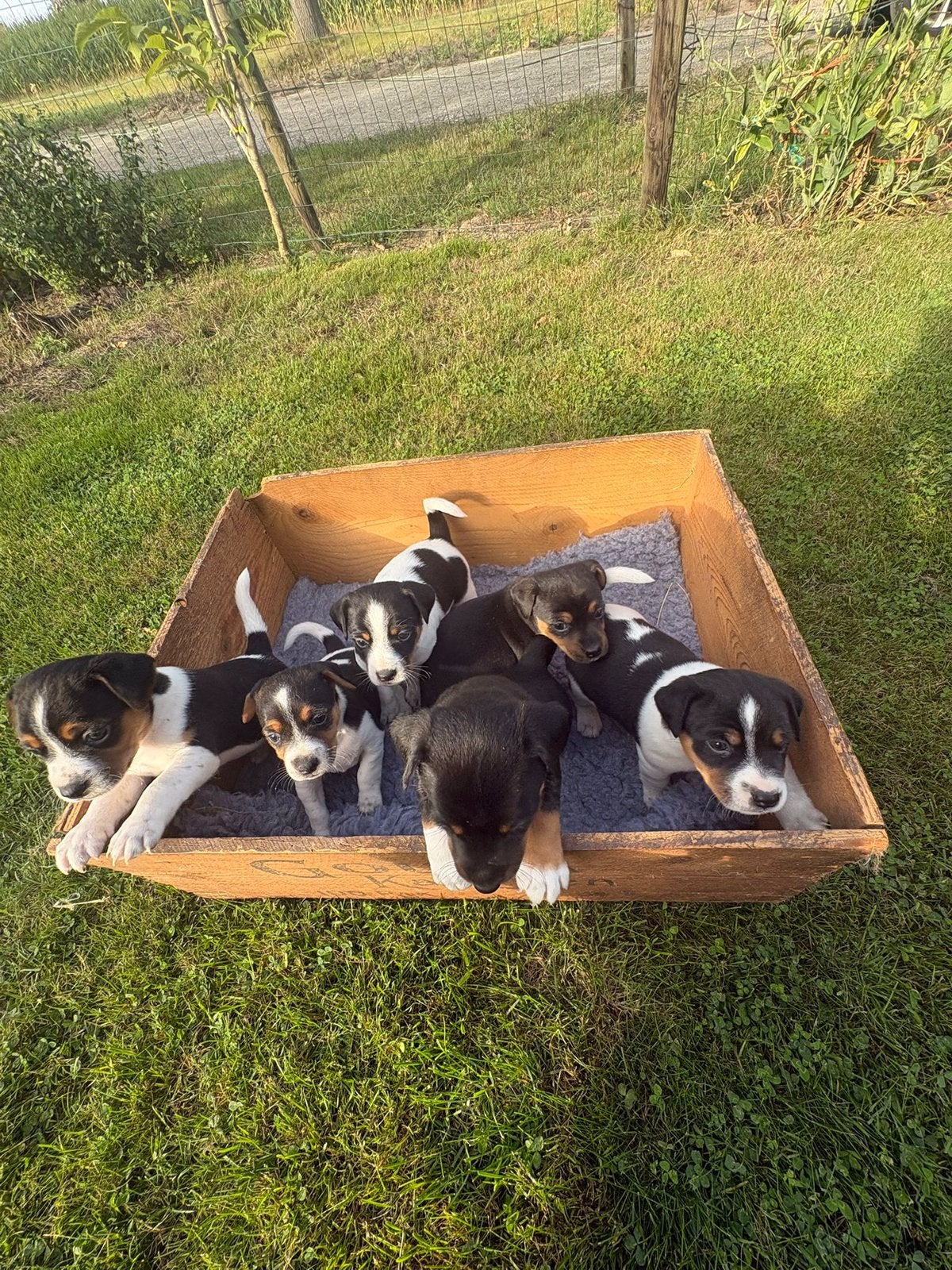 Boerenfox X Jack Russell puppy’s, Jack Russell Terriër, Meerdere, Meerdere dieren, Nederland