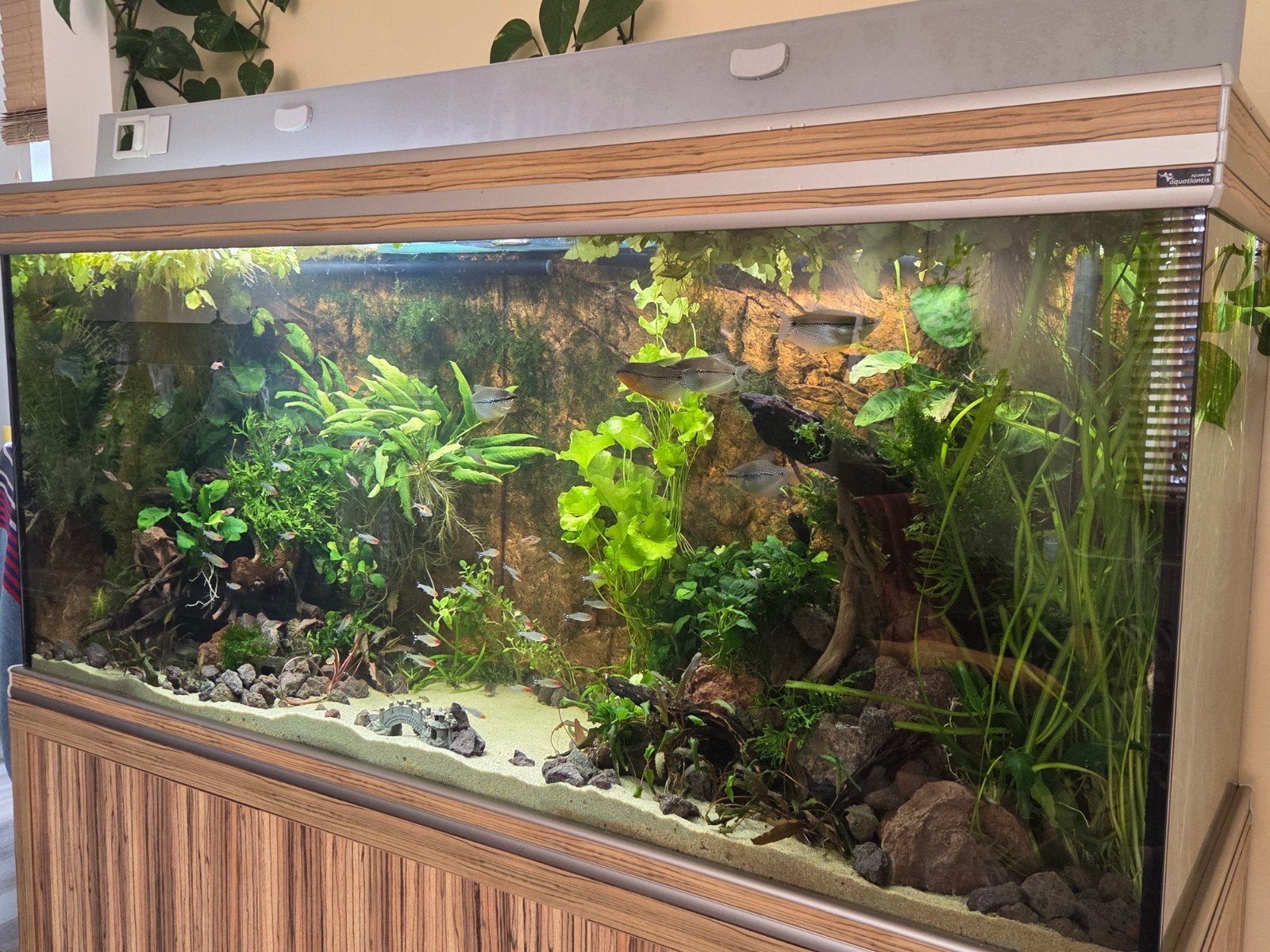 Prachtige Anubias moederplanten | Makkelijke plant, Ophalen of Verzenden, Plant(en), Steen of Hout