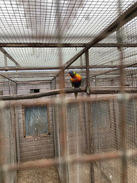 Lori v/d Blauwe bergen - 1 vogel, Dieren en Toebehoren, Mannelijk, Papegaai, Geringd