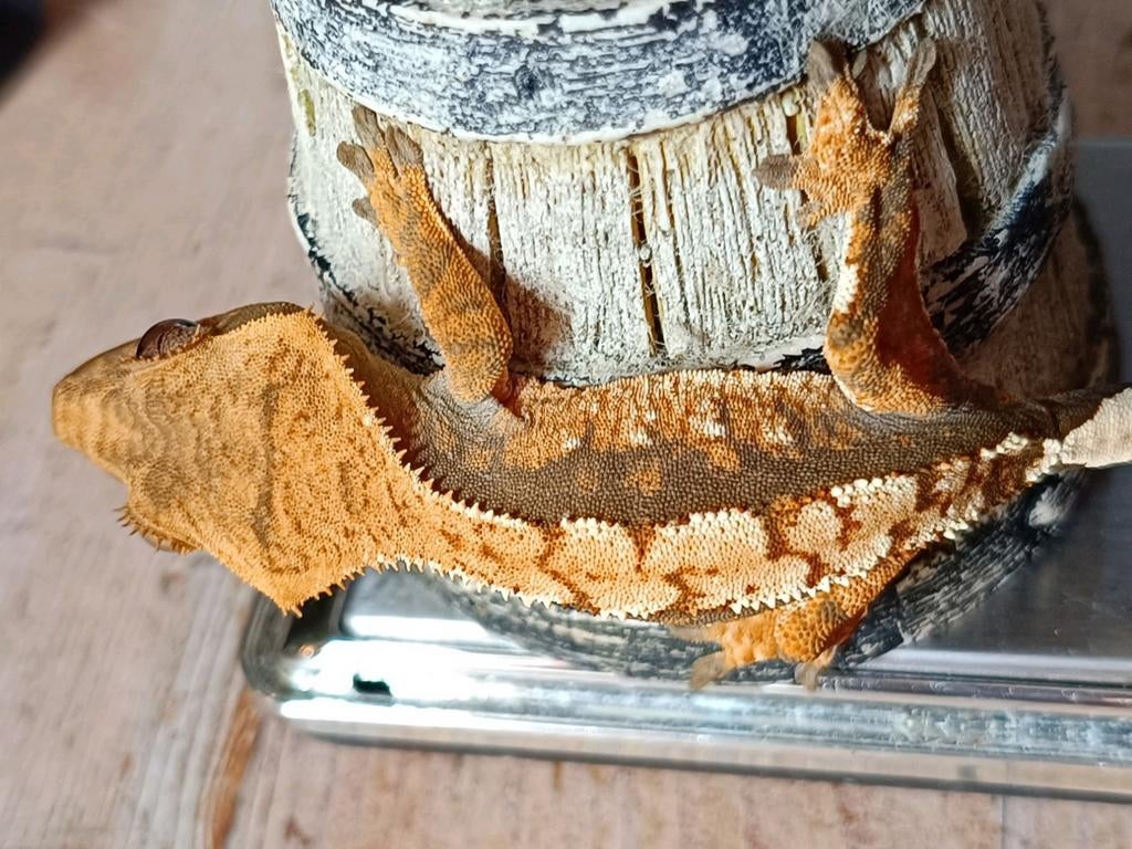 Wimpergekko nakweek 2025 harlequin Crested Gecko - unknown for sale from Sabrina
