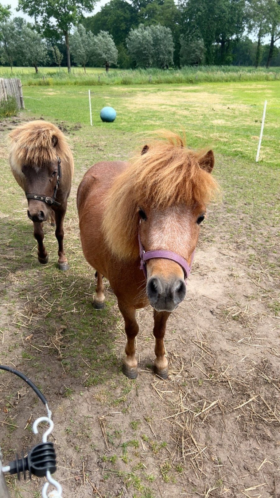 Twee lieve mini paardjes te koop, Minder dan 160 cm, Met stamboom, Ruin, Niet van toepassing