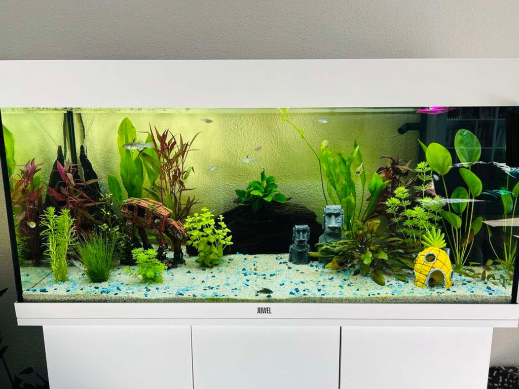 Juwel Rio 180 Aquarium met Eheim Prof. 4+ Pomp/Filter, Ophalen, Zo goed als nieuw, Leeg aquarium